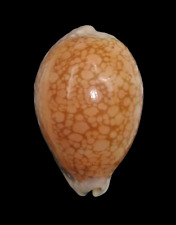 Shell CYPRAEA BRODERIPII S.Africa 79,2 mm picture