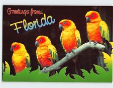 Postcard Colorful Bird Greetings from Florida USA picture