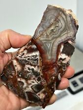 Mexican Laguna Crazy Lace Agate Slab Cabbing Collecting Combo Ship Avail picture