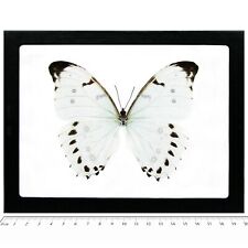 Morpho luna REAL FRAMED BUTTERFLY WHITE CENTRAL AMERICA picture