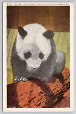 1941 Postcard Mei Mei Giant Panda Bear Chicago Zoological Park Brookfield IL picture