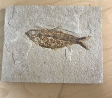 Large Fossil Fish Knightia Eocene Green River Formation Wyoming 55 mil years old picture