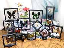 RANDOM Butterfly in a 3D Floating Frame displaying Full Wing Beauty - XL Size picture