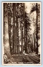 Oregon OR Postcard RPPC Photo Forest Scene Trees c1930's Unposted Vintage picture