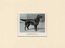 FLAT COATED RETRIEVER OLD 1950 NAMED DOG PRINT READY MOUNTED picture