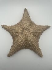Real Starfish Large Dried Sea Star Nautical Ocean Art Maritime Decor picture