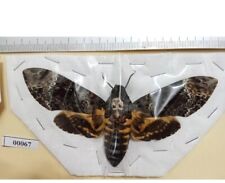 5 Pcs  Acherontia lachesis A1-/A- spread wings picture