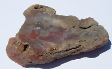 Arizona Rainbow Petrified Wood Fragment with Bark - 46.6 grams picture