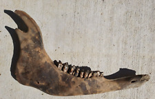 Bison Mandible (Jaw) Bone Fossil from Ice Age (Pleistocene Era) picture