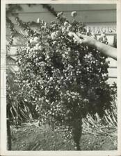 1969 Press Photo Vera Thaxton displays chrysanthemums at her Charlotte home picture