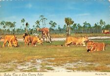 Postcard Lions Giraffes African Animals Drive Thru c1969 FL Lion Country Safari picture