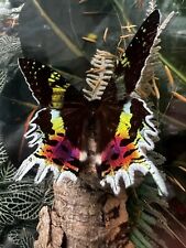 URANIA MOTH Green-Banded Diorama Display Mounted, Metallic * REAL - Butterfly * picture