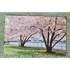 Jefferson Memorial Postcard Cherry Trees Chrome Divided picture