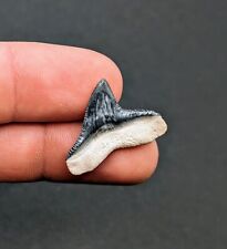 Incredible Gem Blue Bone Valley Bull Shark Tooth Megalodon Era Florida picture