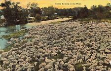 Sheep Raising in the West Rural Farm Scene 1912 Postcard picture