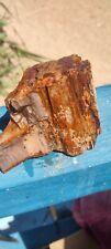 Petrifies Wood Big Specimen A Lot Going On Inside Well Defined Bark And Colors picture