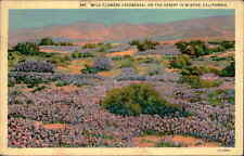 Postcard: 661 WILD FLOWERS (VERBENAS) ON THE DESERT IN WINTER, CALIFOR picture