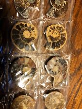 MATCHED PAIR Ammonite Fossil Specimen Madagascar Healing touch- 65 Million years picture