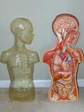 Vintage HUBBARD SCIENTIFIC Anatomical Human Body 28