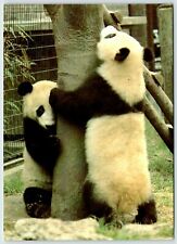 Giant Panda Bears Vintage 4x6 Postcard ST20 picture