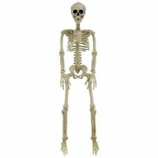 36 Inch Skeleton - 1.0 ea picture