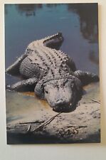 Large American Aliigator Merrit Island National Wildlife Postcard picture