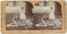 c1890's Stereograph Card Adorable  Giddy Little Girl With Massive Dog Keystone picture