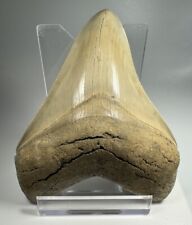 4+ IN Colorful Aurora Lee Creek Megalodon Shark tooth Fossil North Carolina NC picture