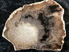 Rare Petrified Wood Fern Cyathodendron texana Falcon Lake, TX Eocene 3.5”x3” picture