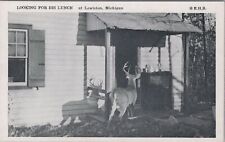 Deer in House Backyard at Lewiston Michigan Postcard picture