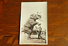 Antique Vintage Photo Someone Up High On Circus / Carnival Elephant Tusk Posing picture