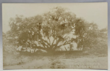 RPPC Garnett Grove, St. Augustine, Florida FL Vintage Real Photo Postcard picture