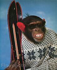 1950s Vintage MONKEY HUMOR Chimpanzee SNOW Alpine Skiing Animal Photo Art 12x16 picture