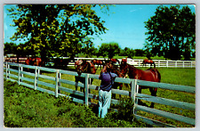 c1960s Lady With Horses White Picket Fence Vintage Postcard picture