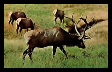 Vintage Huge Elk Laramie WY Pray for Peace Cancel Postcard 5-68 picture