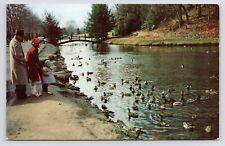 c1950s~Forest Park~Porter Lake~Springfield Mass~Feeding Ducks~Vingtage Postcard picture