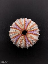 GIANT Coelopleurus granulatus deep sea urchin. 42mm Collectable sea shell #9708 picture