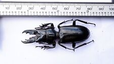 Coleoptera Carabidae Ochyropus Gigas,great Very Rare picture