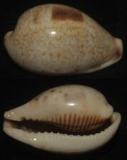 Tonyshells Seashells Cypraea pulchella 25.2mm Gem, superb pattern and color picture