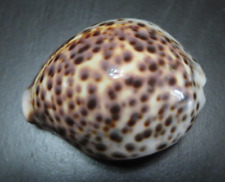 Vintage Estate Seashell Shell Tiger Cowrie picture