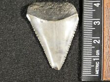 ANCESTRAL Great White SHARK Tooth Fossil SERRATED 100% Natural 5.6gr picture