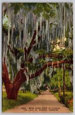 Florida Tropical Foliage Spanish Moss Covered Oak Scenic Walkway Linen Postcard picture