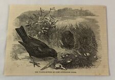 1886 magazine engraving ~ WOOING BOWERS OF AUSTRALIAN BIRDS picture