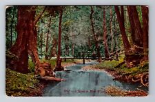 CA-California, A Scene In Muir Woods, Antique Vintage Souvenir Postcard picture