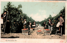 Postcard Vintage Men Picking and Packing Oranges in Florida picture
