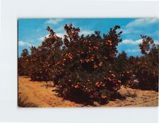 Postcard Beautiful Orange Groves in Central Florida USA picture