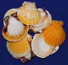 Orange Scallop Half Seashells Color Shades Will Vary ~ 1