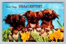 Murray KY-Kentucky, Scenic Puppies General Greetings, Antique, Vintage Postcard picture