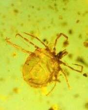 Superb Rare Round tick Burmite Natural Myanmar Insect Amber Fossil picture