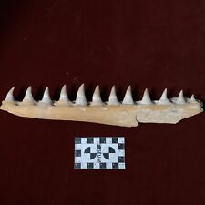32 CM Mosasaur JAW Fossil With 12 Teeth Sea T.rex 100 Million Year Old Maxilla  picture
